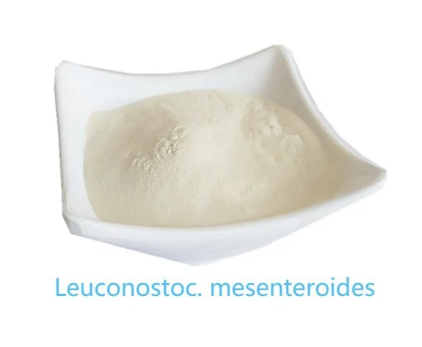 Raw Leuconostoc Mesenteroides Raw Leuconostoc Mesenteroides