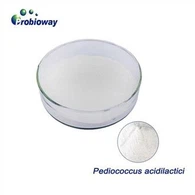 Wysokie stężenie Pediococcus Acidilactici