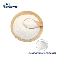 Lactobacillus Fermentum w proszku