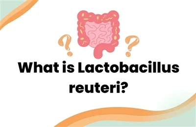 Rola Lactobacillus reuteri