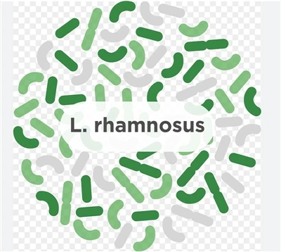 Rola Lactobacillus rhamnosus