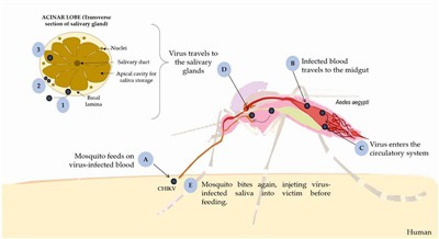 Gorączka Chikungunya uderzyła w Guangdong, a probiotyki budują nową antywirus...